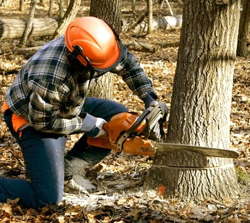 Tree Removal in Kingston, MO